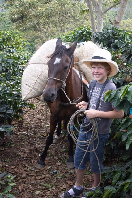 Kava auga šlaituose todel ir Arklio jėgos naudojamos išnešant skintus kavos maišus iš plantacijos.